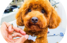 The Answer To Questions You Need To Know Before Dog Grooming?